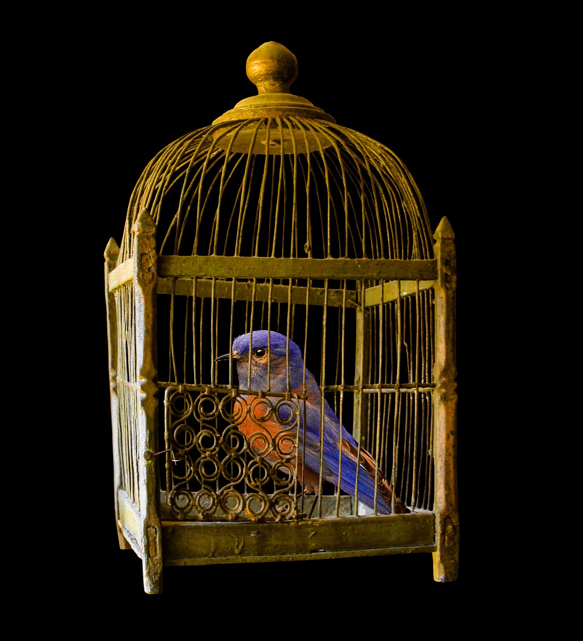 cage gold bird free photo