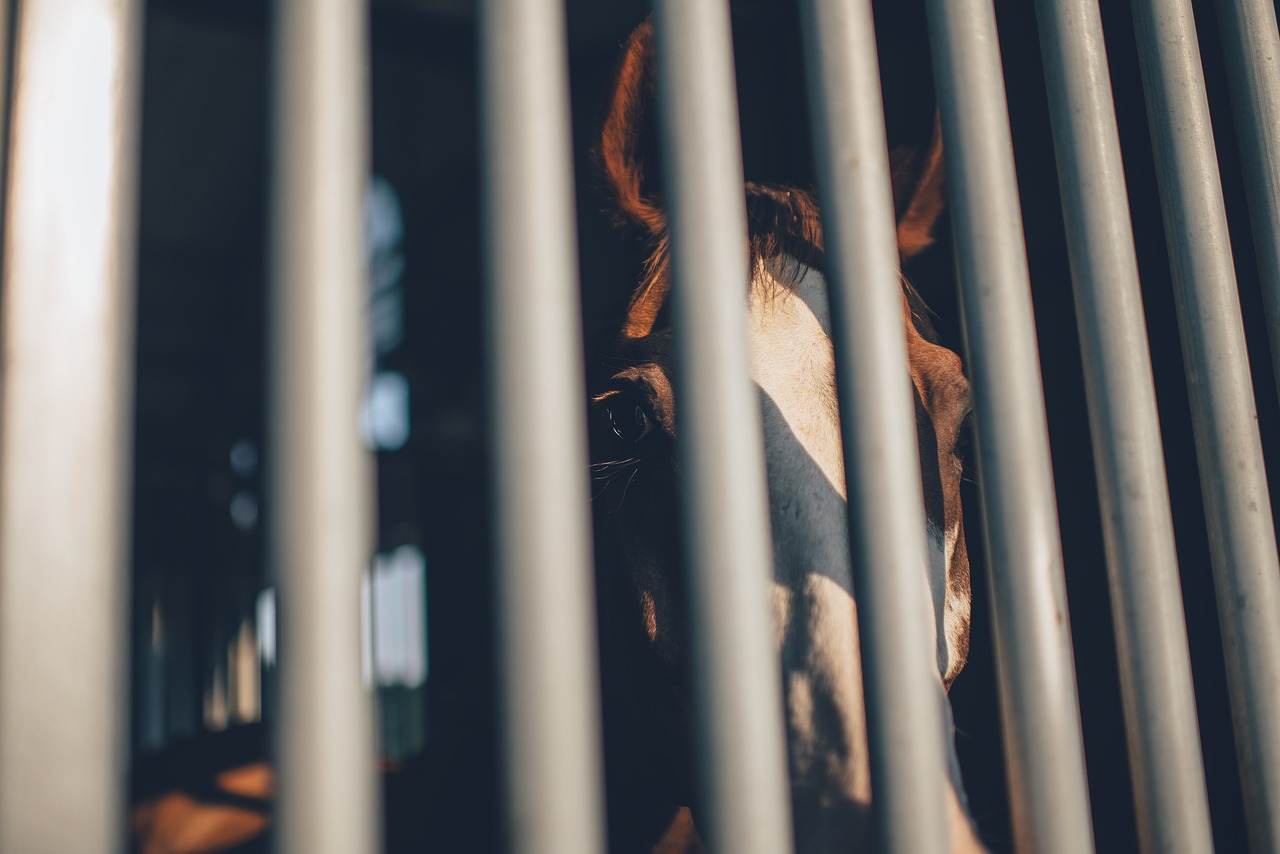 cage cage bars horse free photo