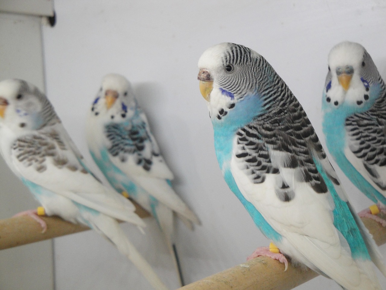 cage parakeet pets free photo