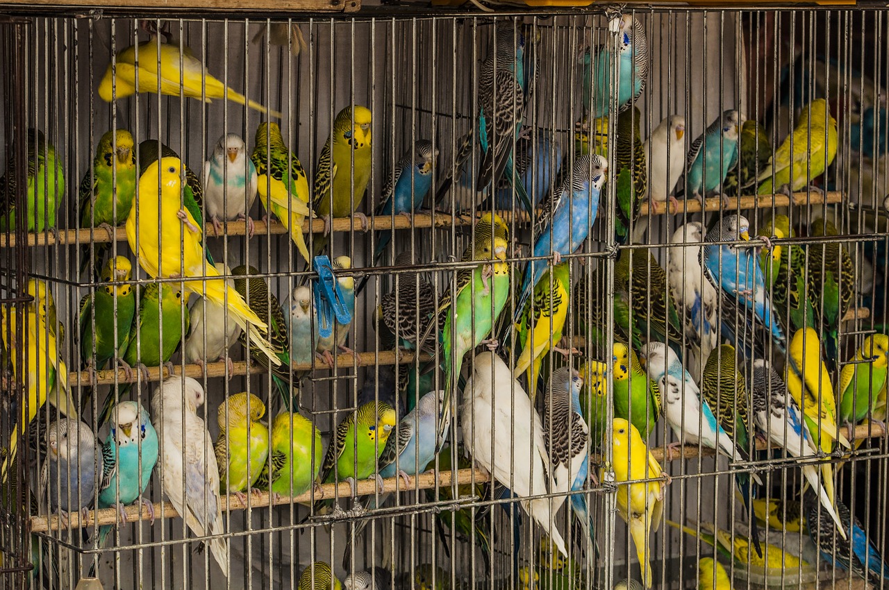 cage parrots birds free photo