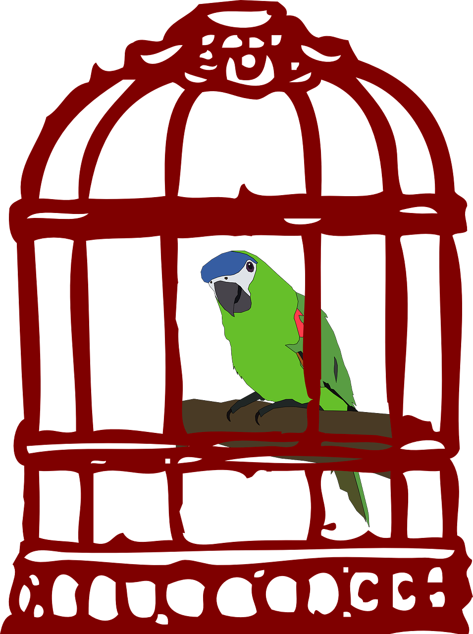 cage bird parrot free photo