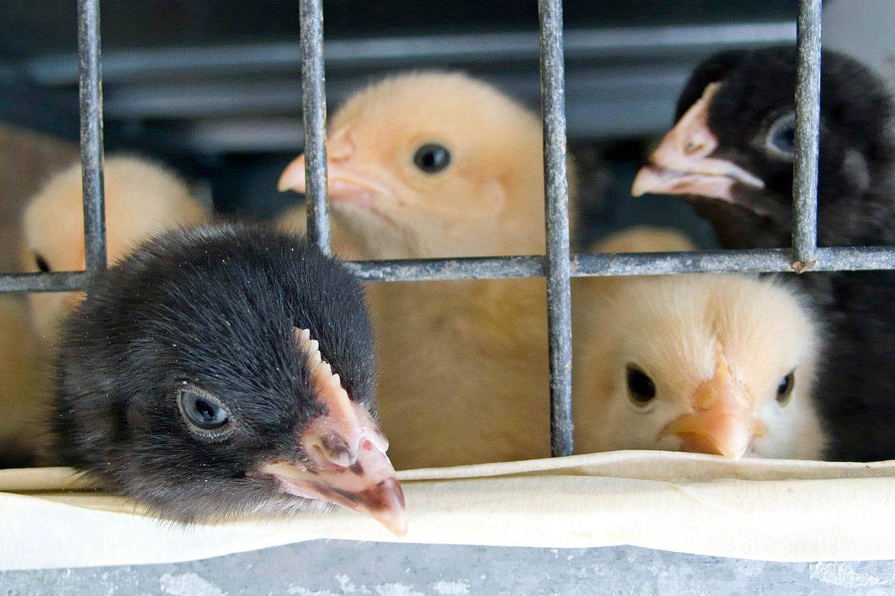 cage chicks babies free photo