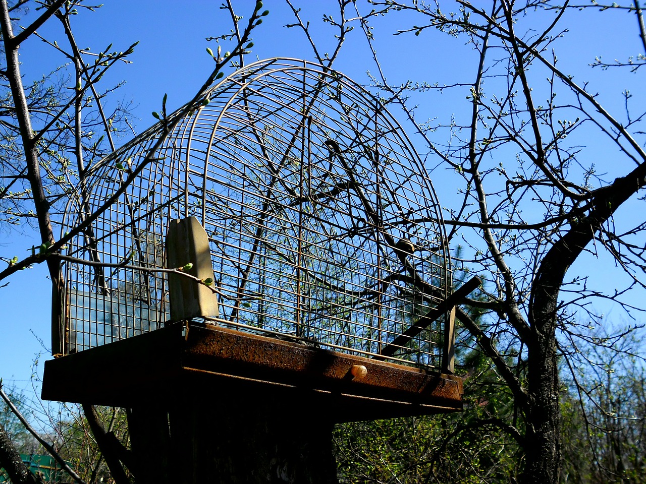 cage tree cherry free photo