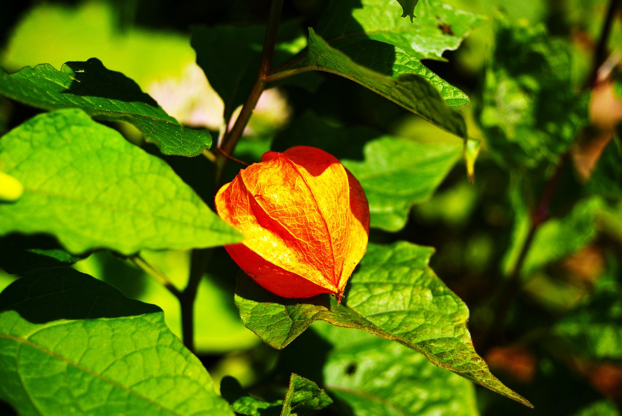 cage orange flower free photo