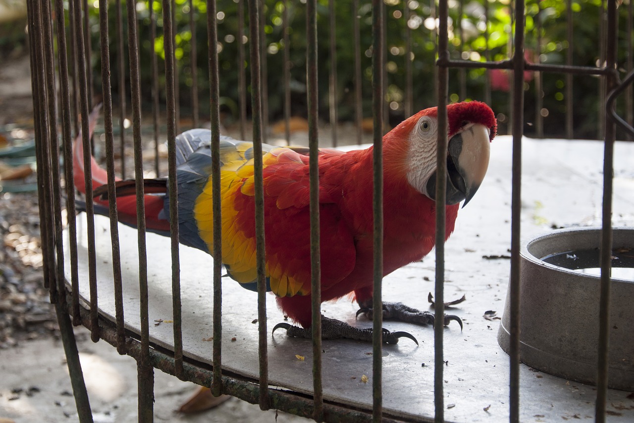 caged animal parrot free photo