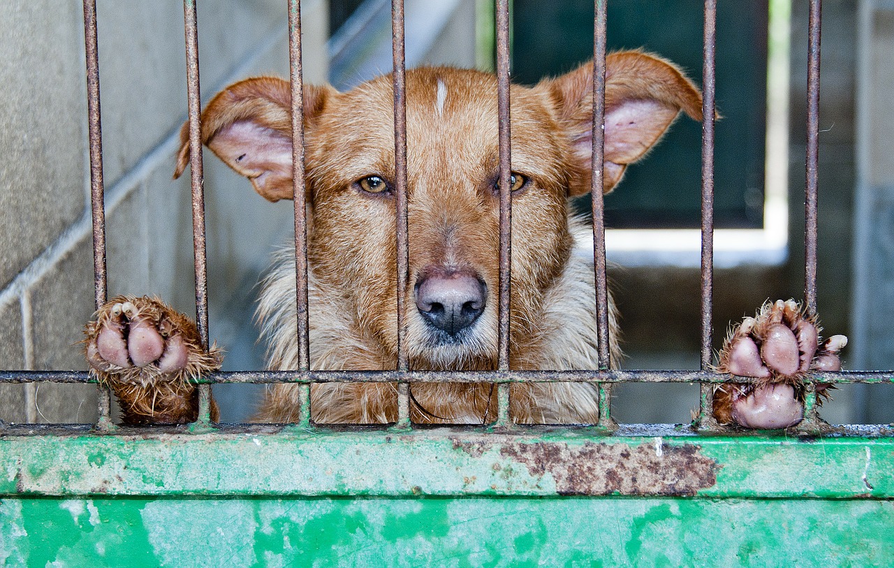 caged dog abandoned free photo