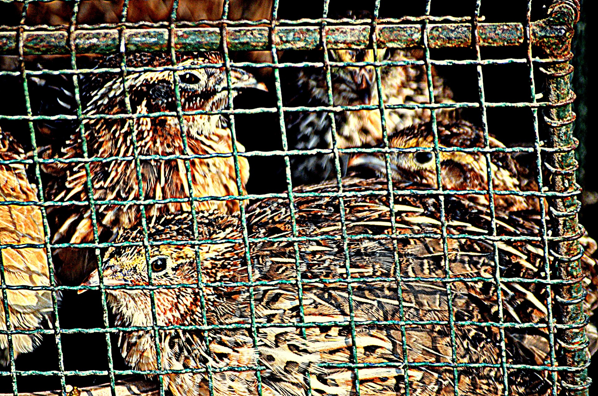 animals birds quail free photo