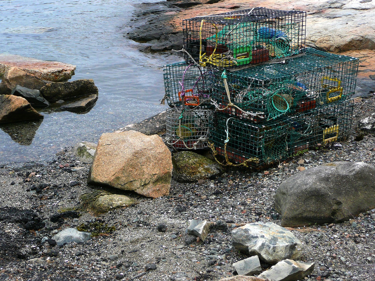 cages lobster fishery free photo