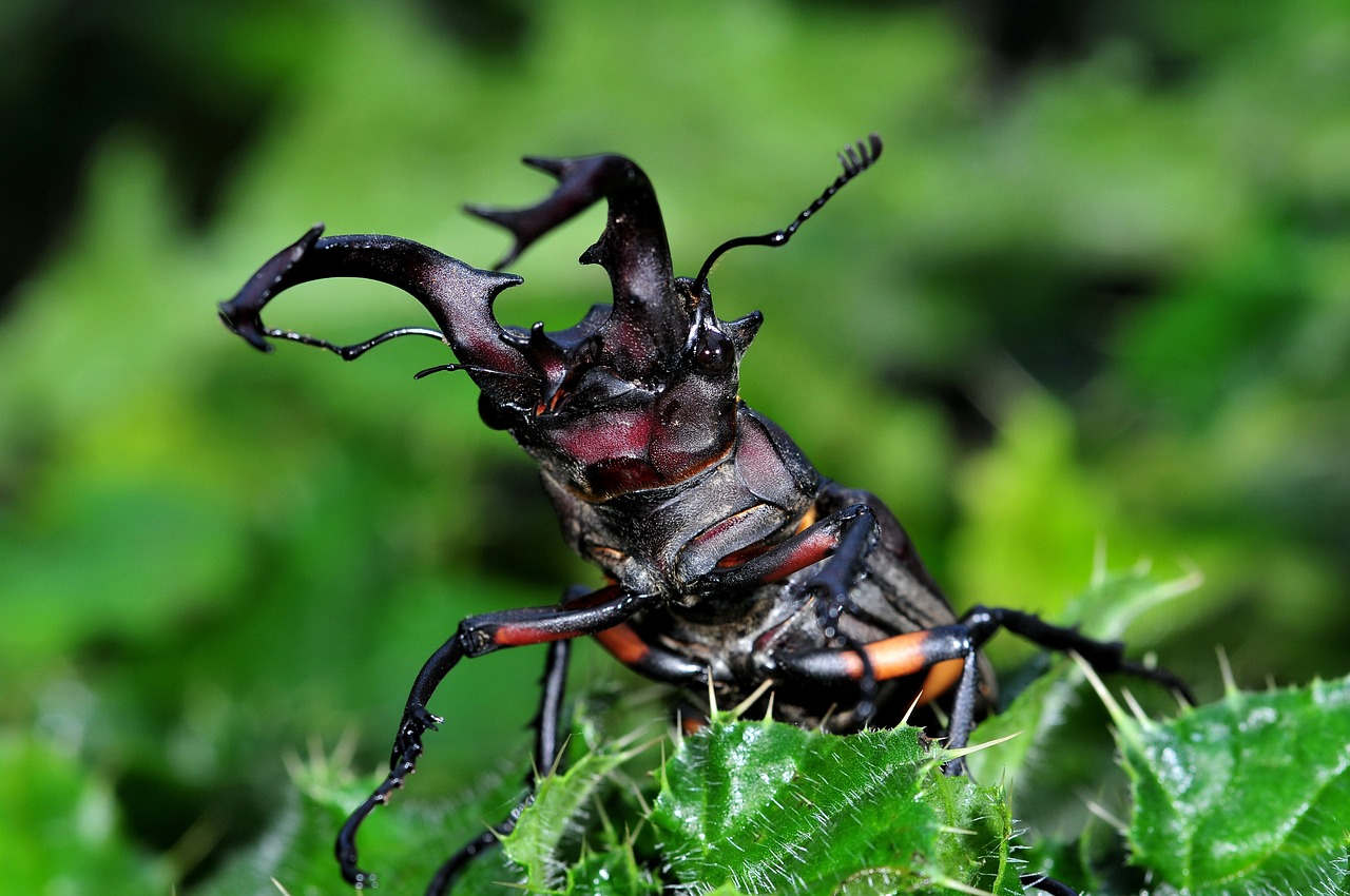 cai long yu taiwan mountains stag beetle free photo