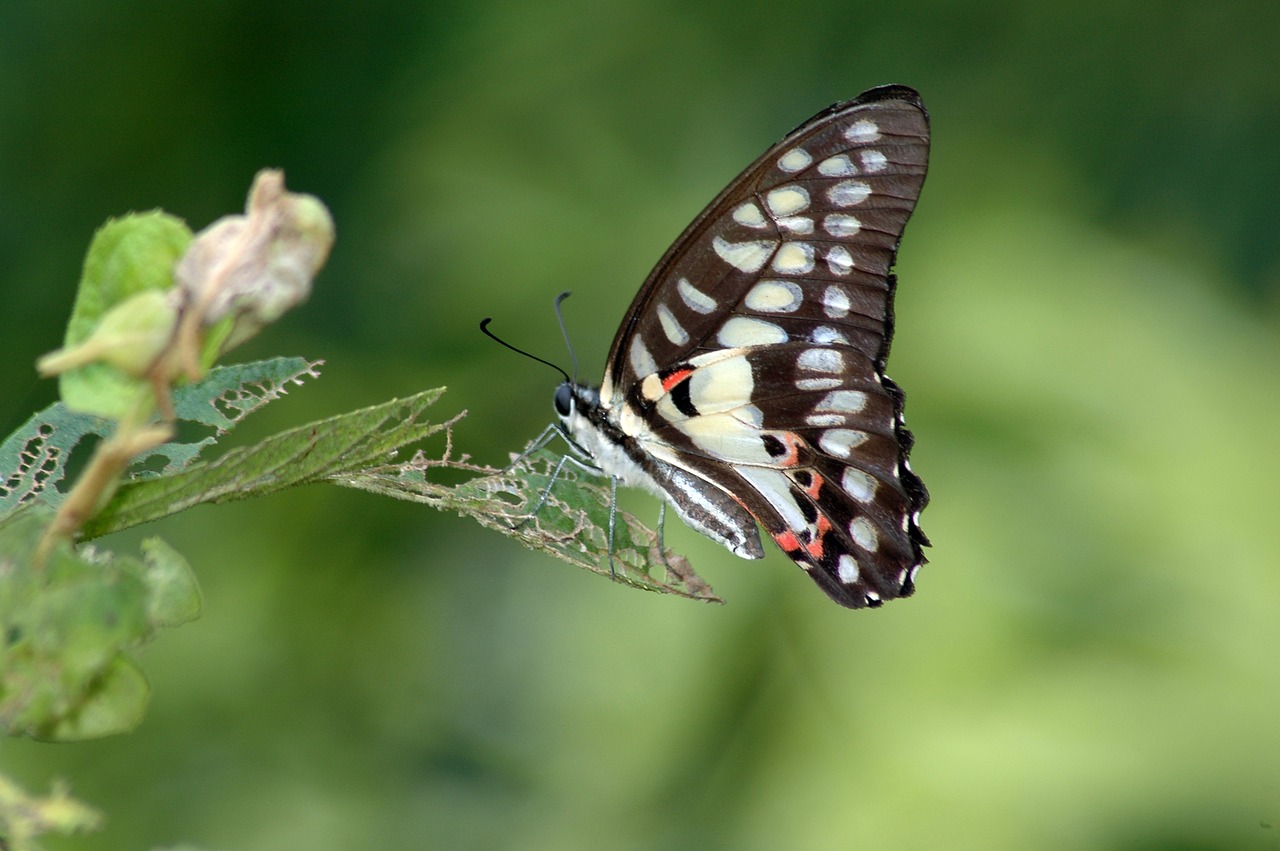 cai long yu taiwan green-spotted swallowtail free photo