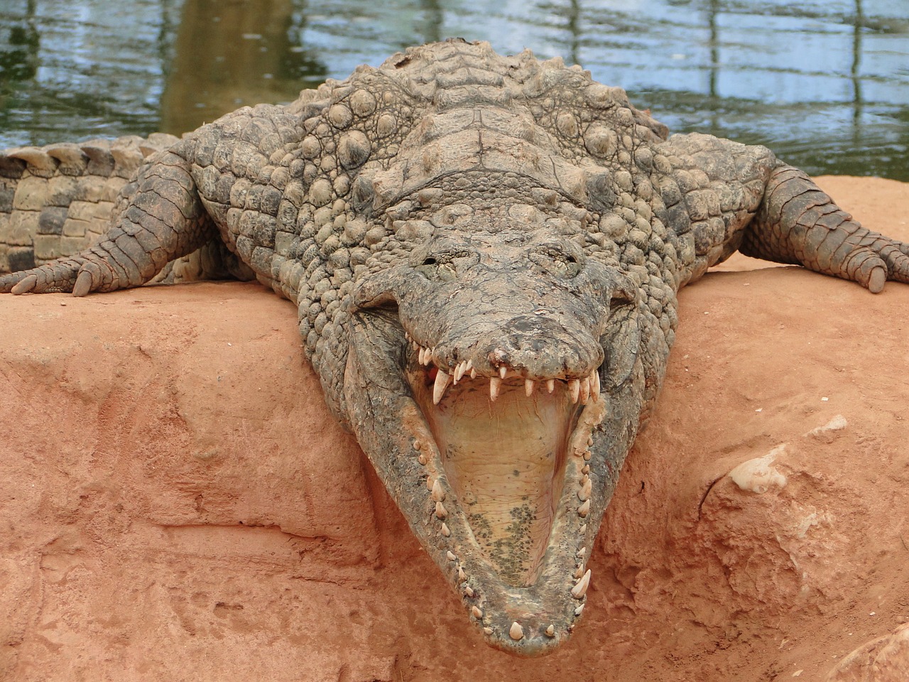 caiman crocodile predator free photo