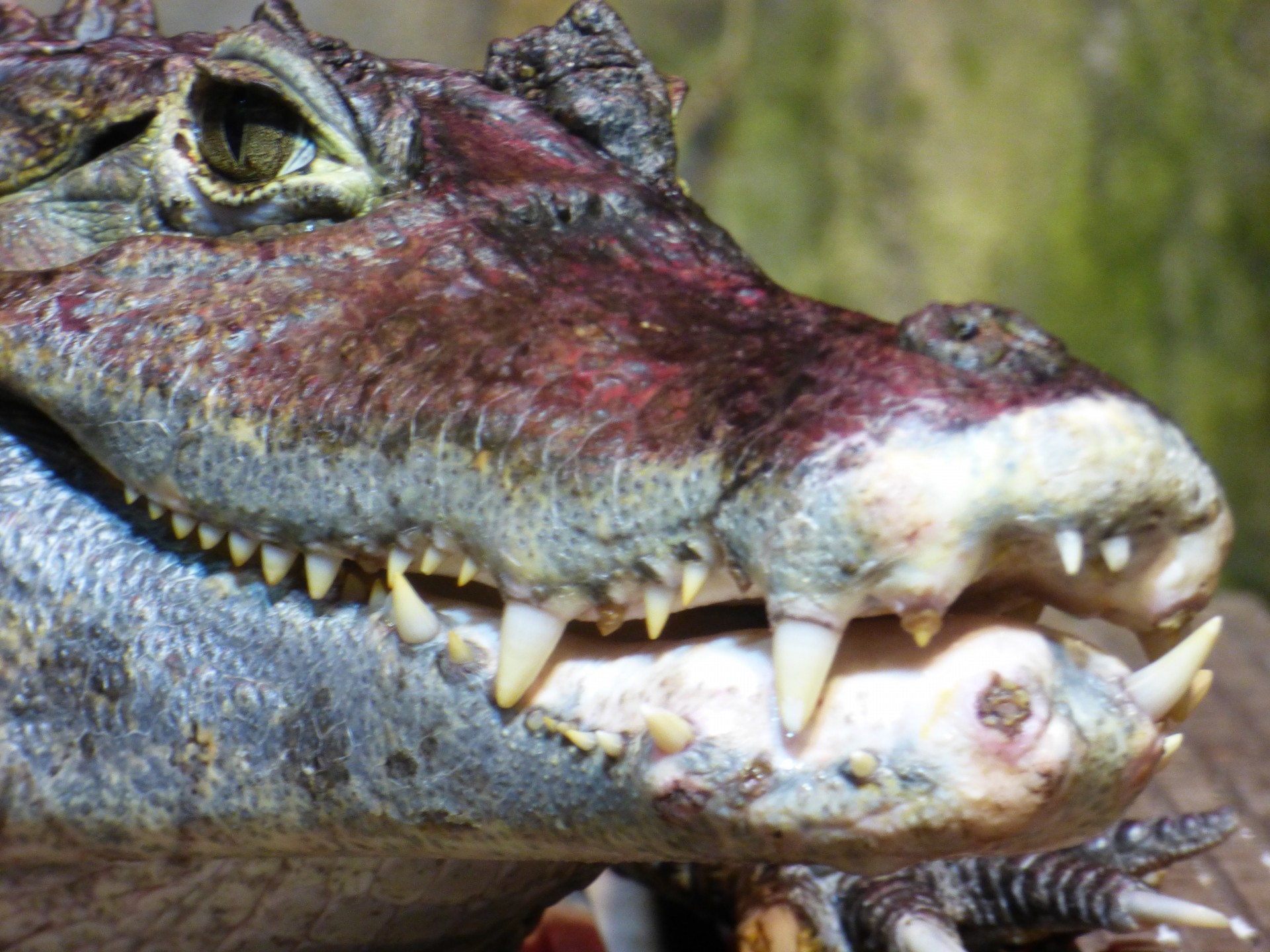cayman crocodile alligator free photo