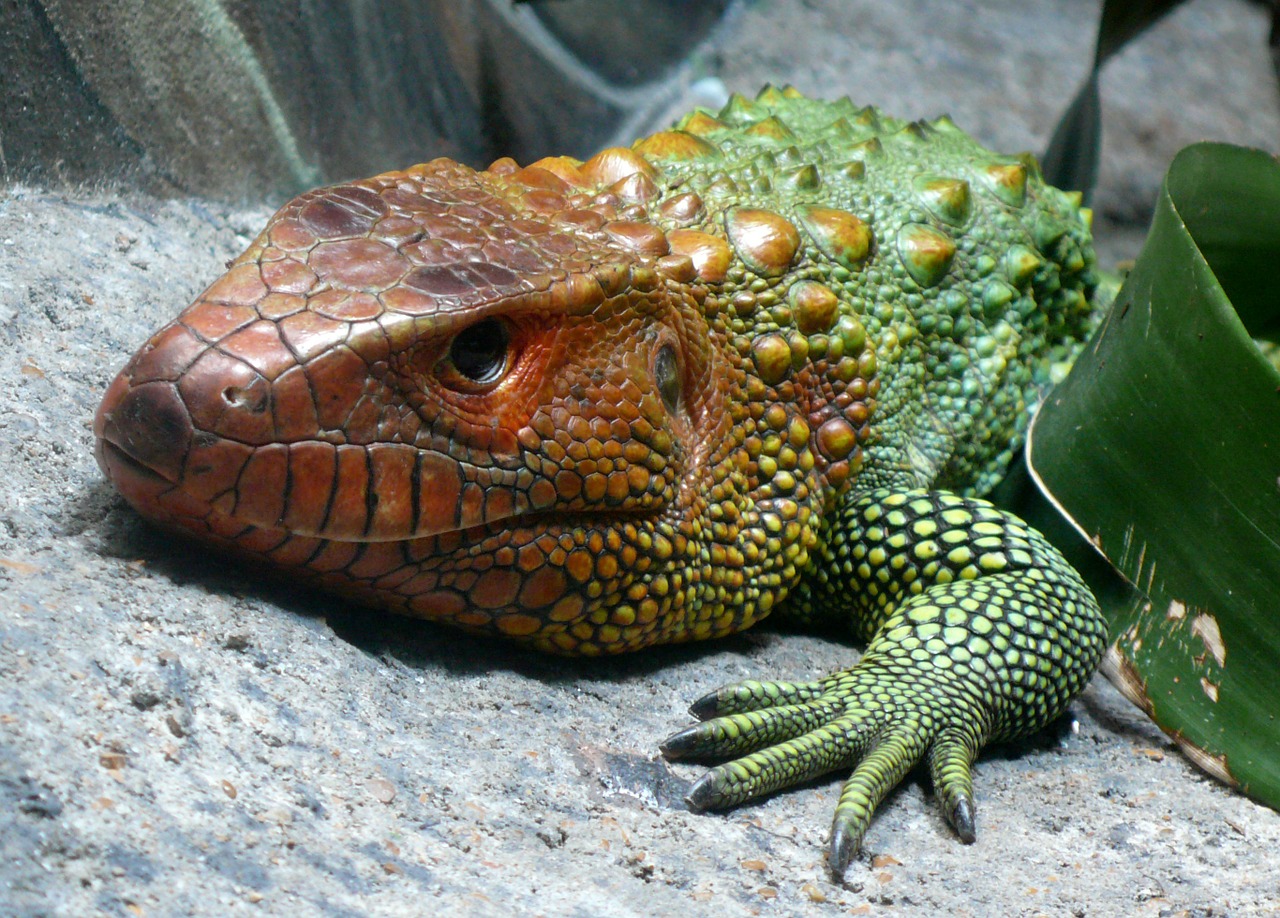 caiman lizard reptile exotic free photo