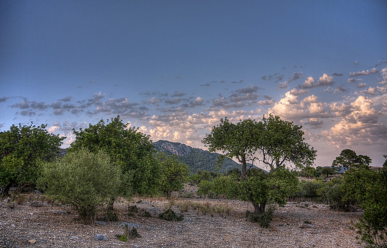 caimari mallorca nature free photo