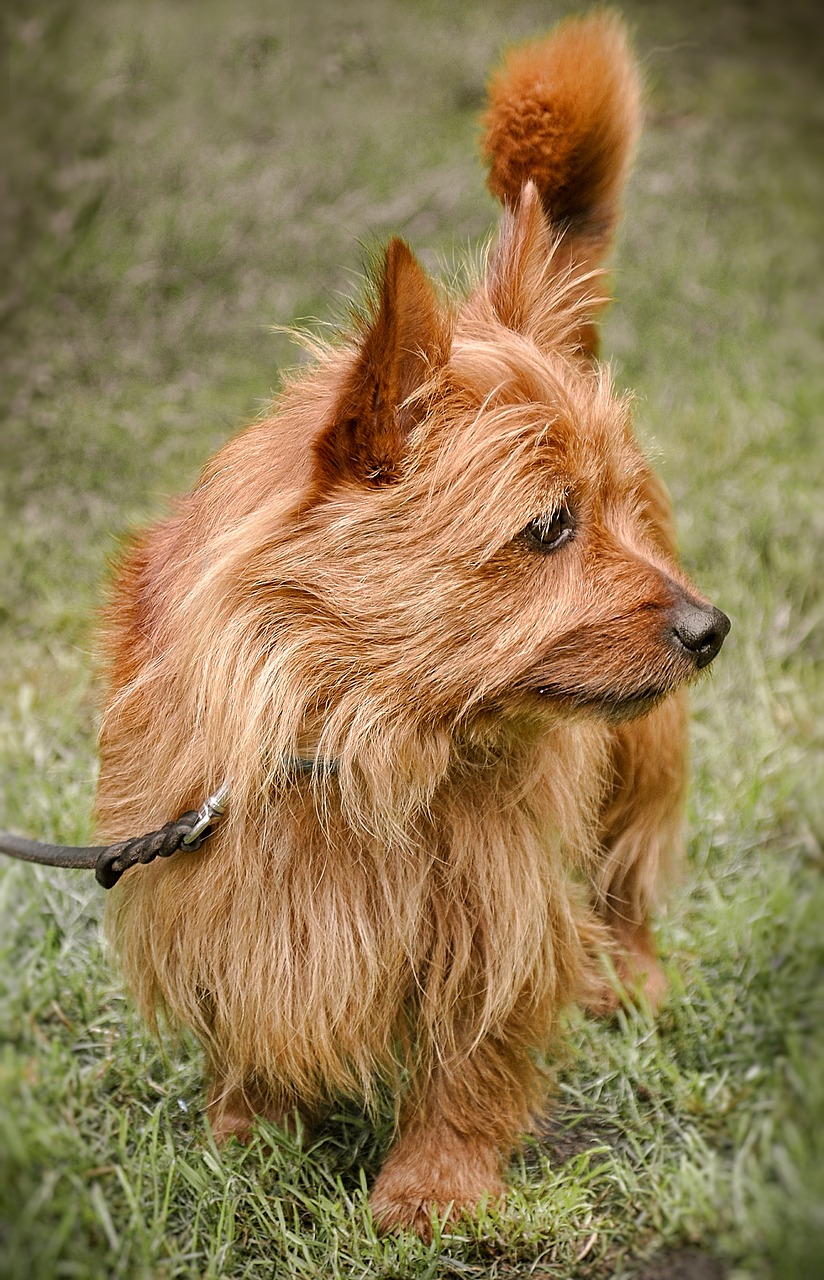 cairn terrier dog hundeportrait free photo