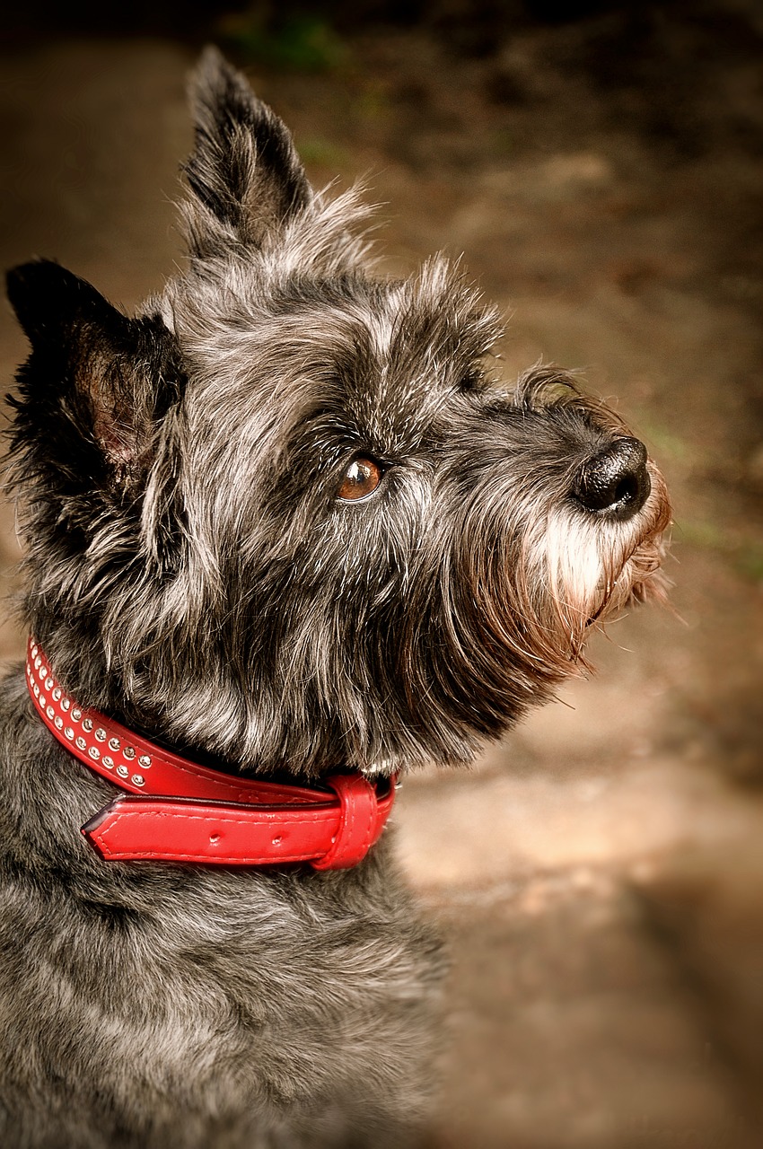cairn terrier grey animal shelter free photo