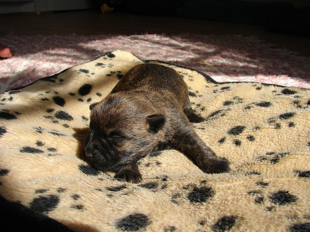 cairn terriers dog puppy free photo