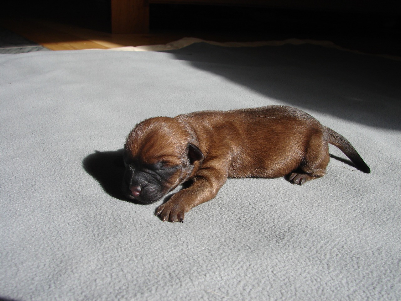 cairn terriers dog puppy free photo