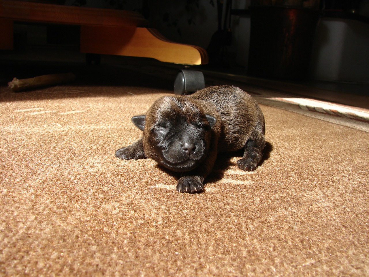 cairn terriers dog puppy free photo