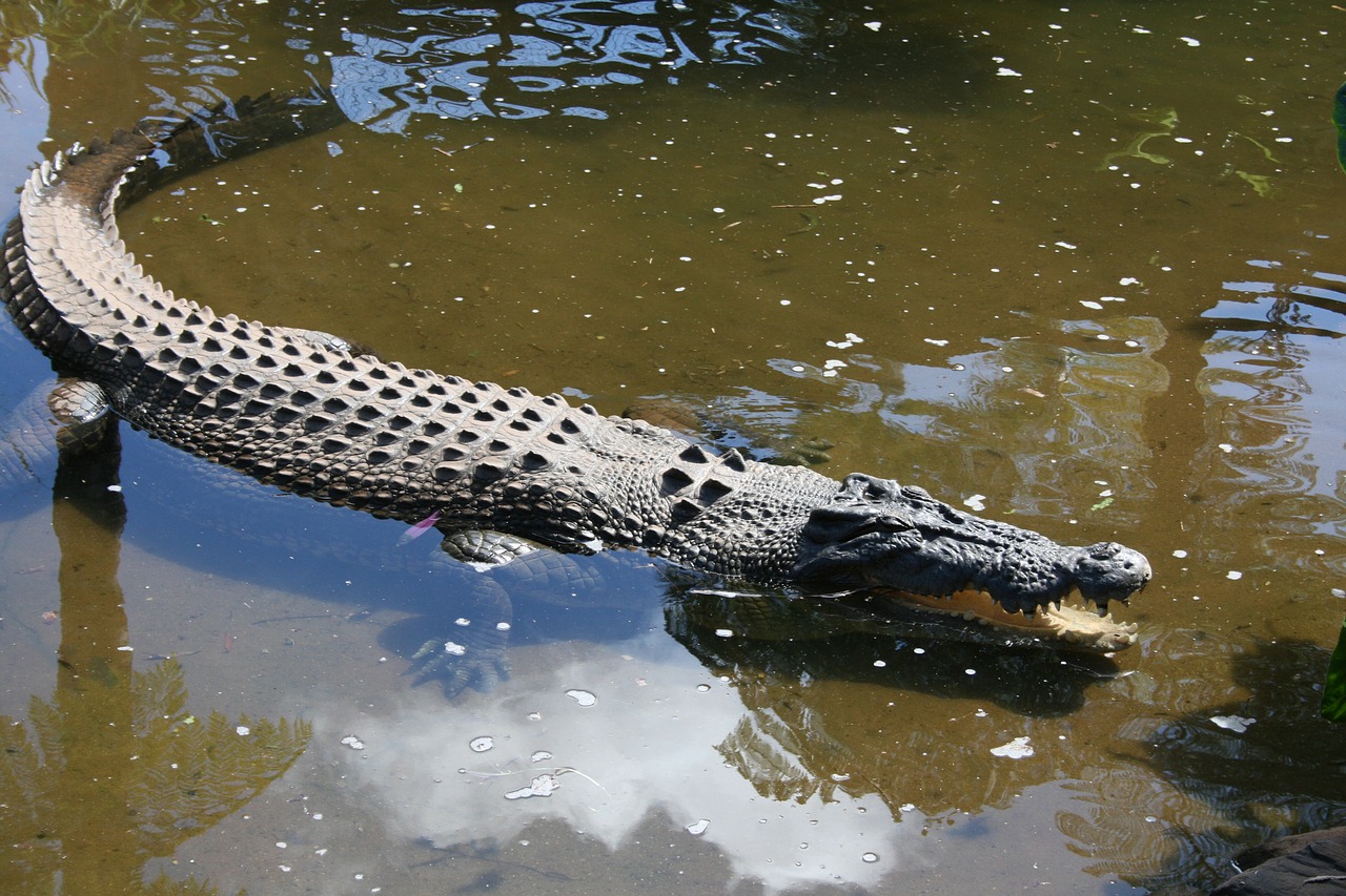 cairns australia kuranda free photo