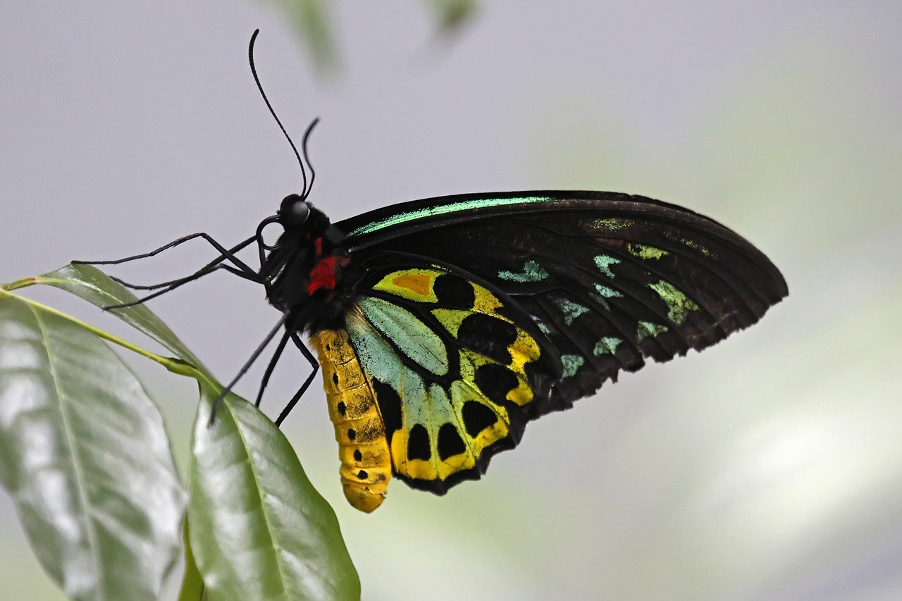 cairns birdwing butterfly - butterfly free photo