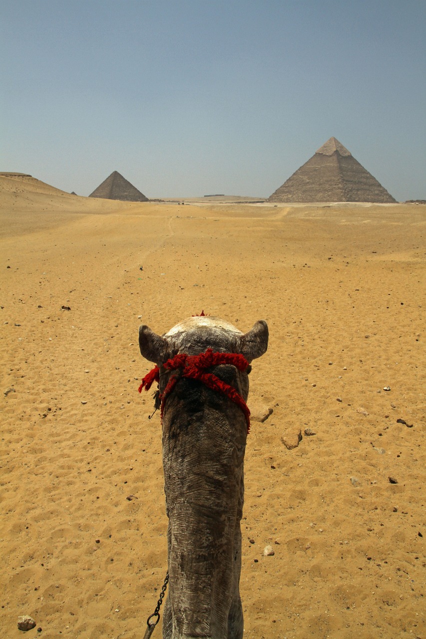 cairo egypt camel free photo