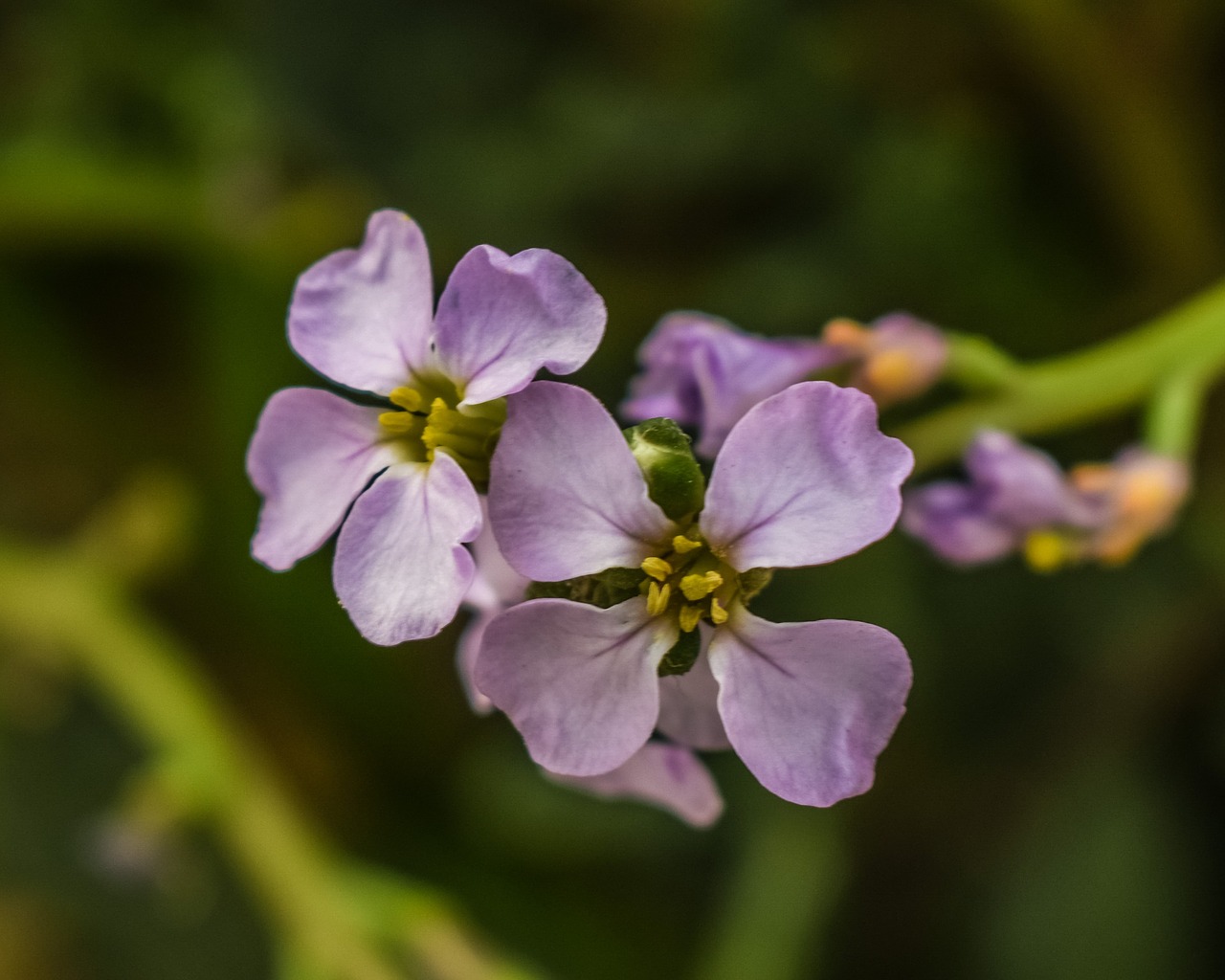 cakile maritima wild flowers nature free photo