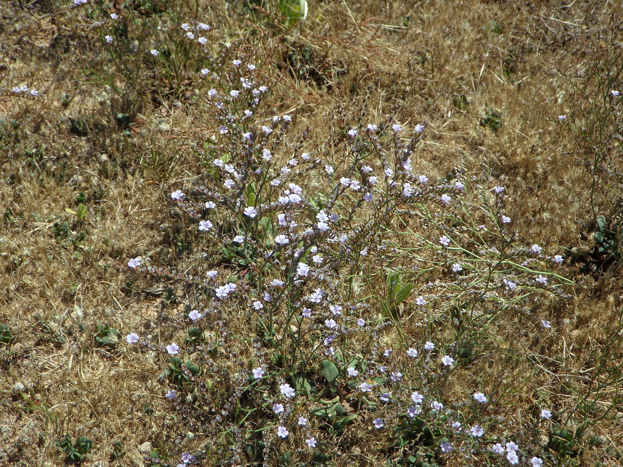 cakile maritima dune vegetation dune plant free photo