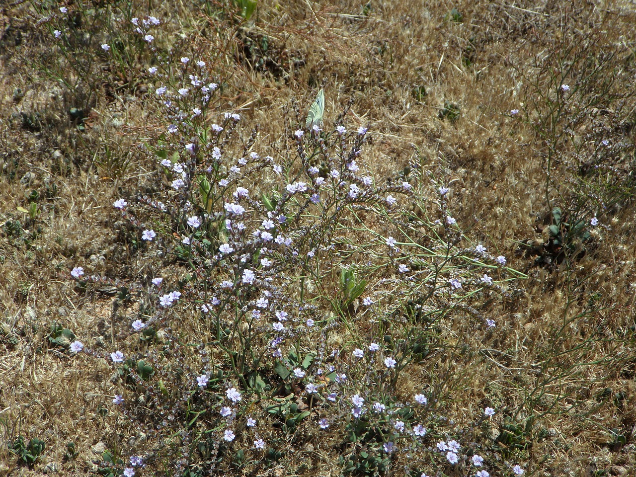 cakile maritima dune vegetation dune plant free photo