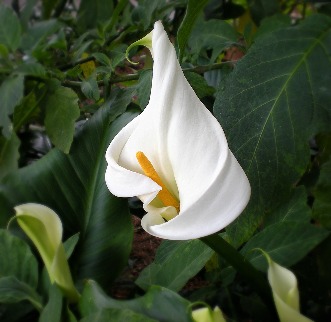 cala lily white free photo