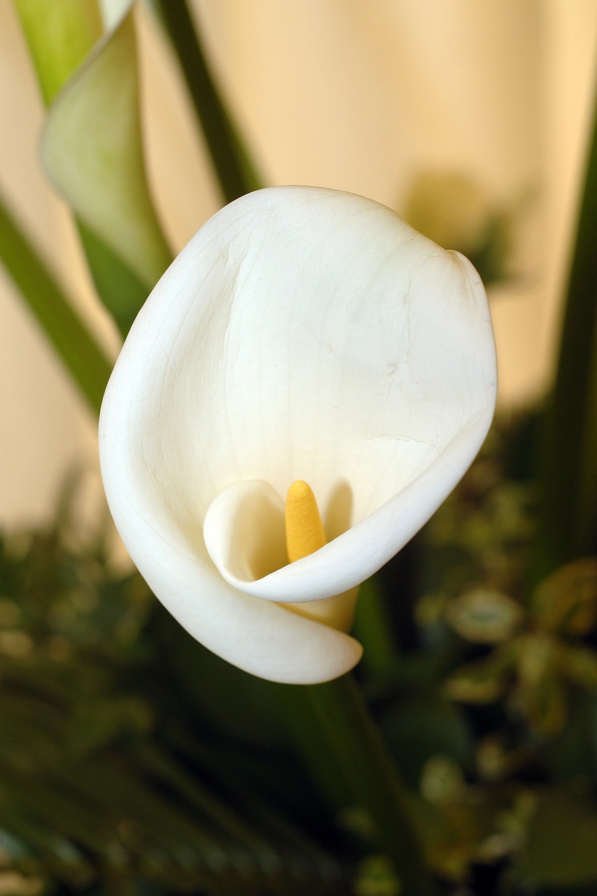 cala lily lily flower free photo