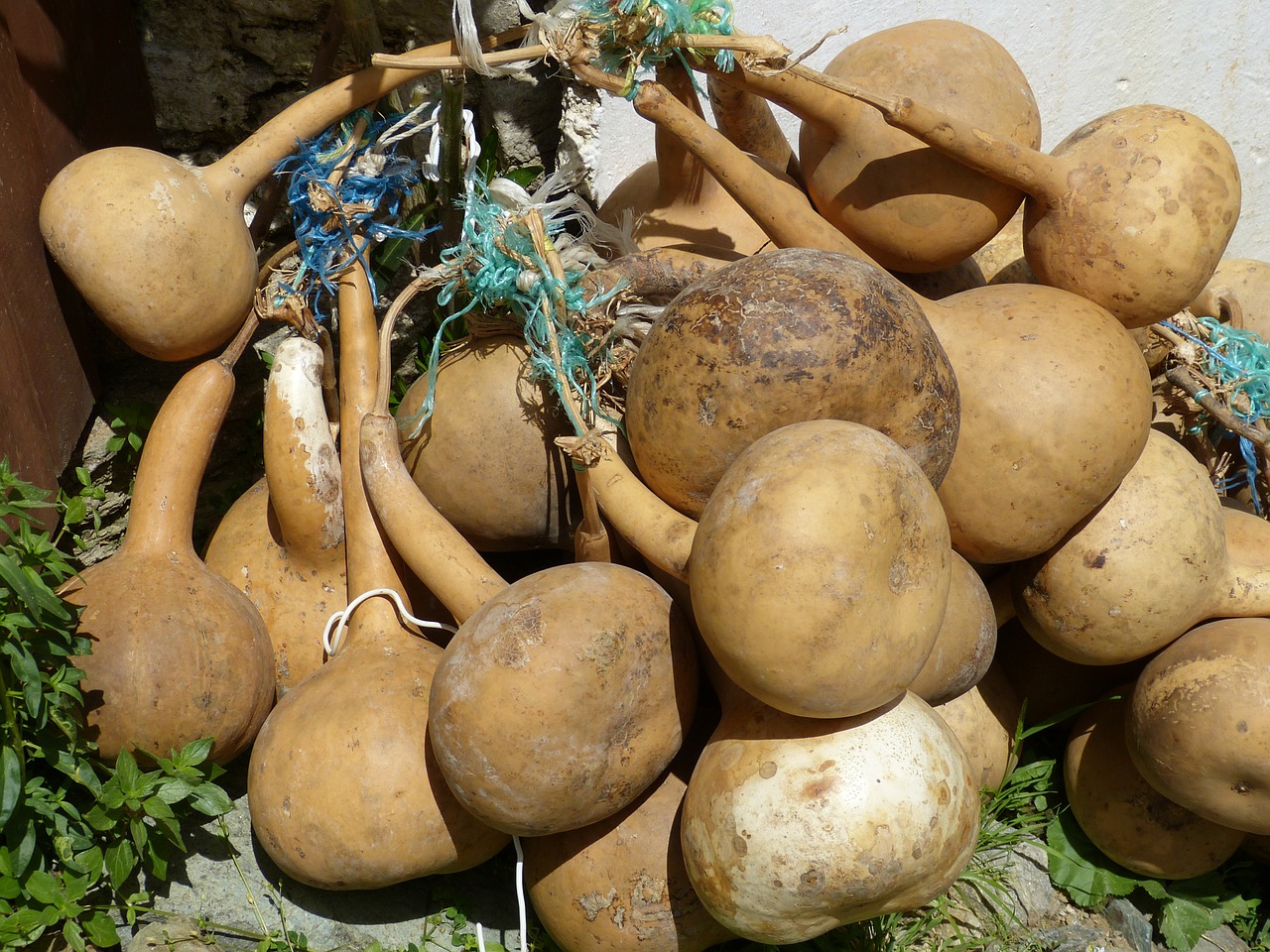 calabash pumpkin art cucurbitaceae free photo