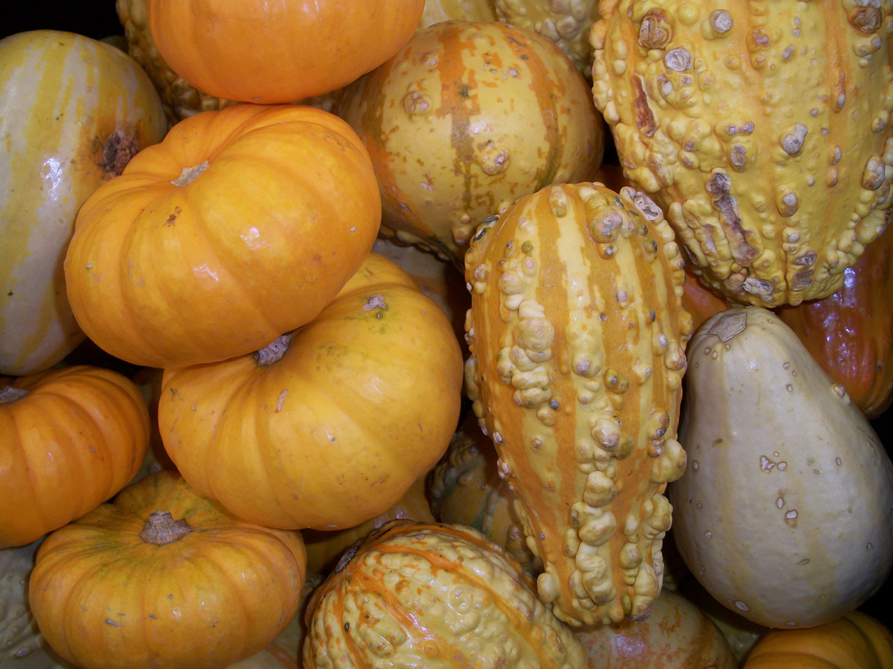 food pumpkin yellow free photo