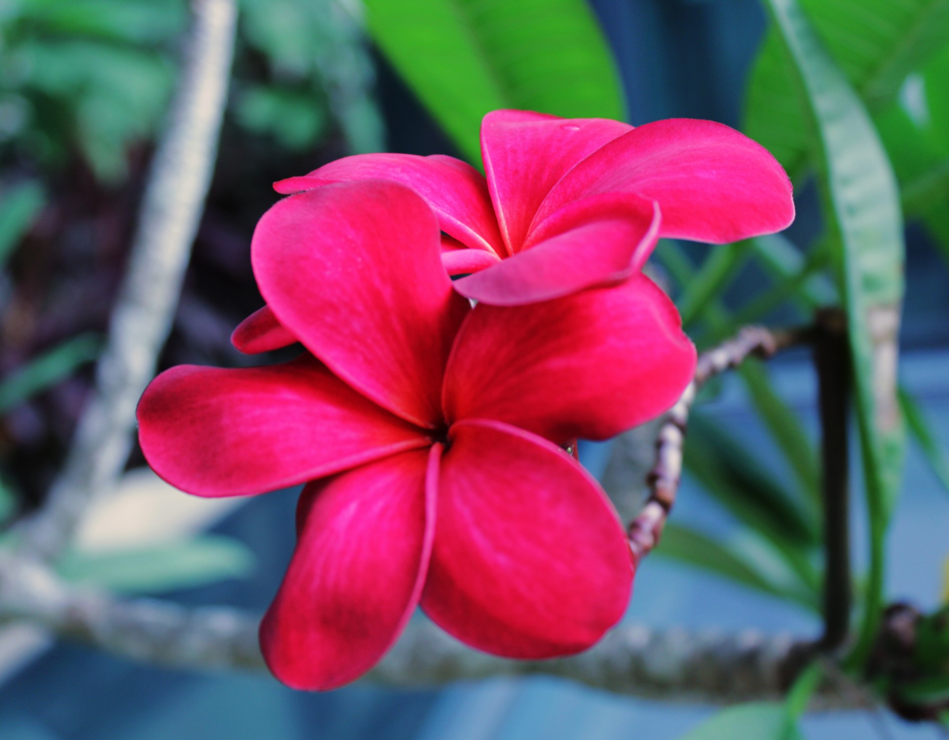 plumeria pink flower flower free photo