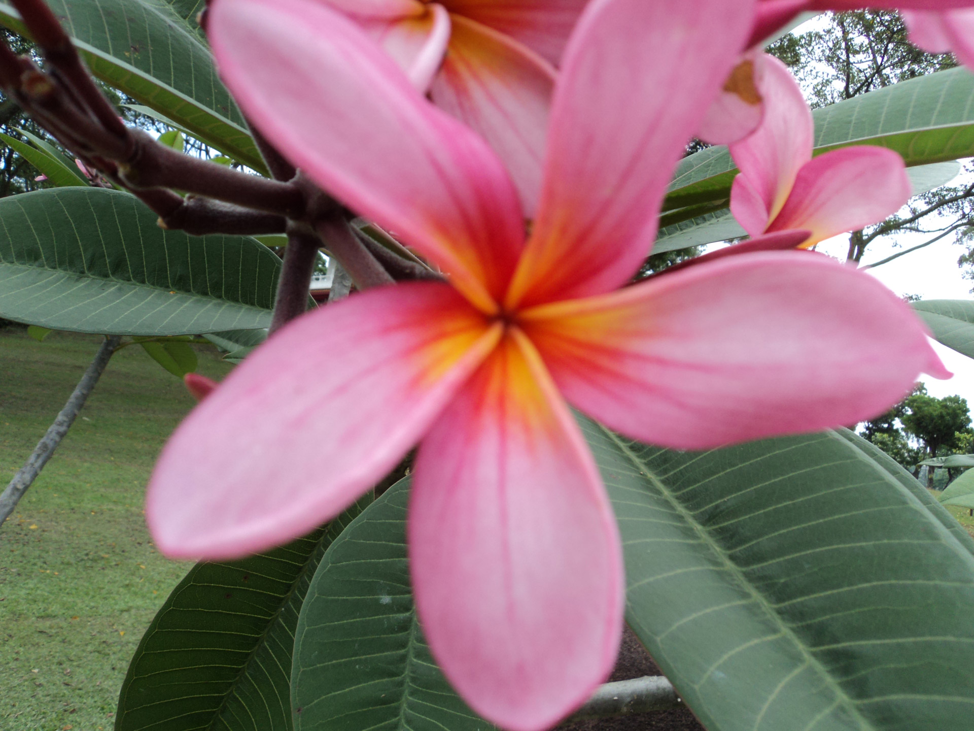 pink calachuchi flower pink calachuchi free photo