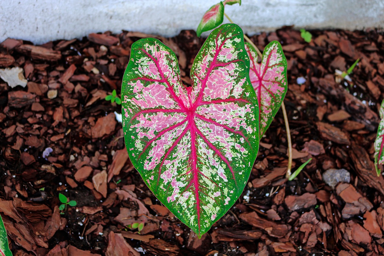 caladium elephant ear leaves free photo