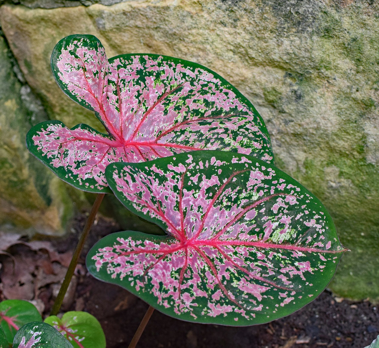 caladium foliage garden free photo