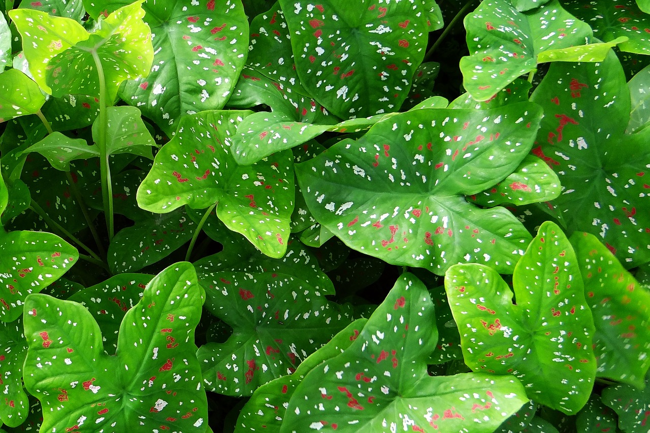 caladium plant leaves free photo