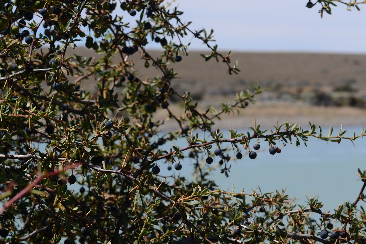 calafate fruit patagonia free photo