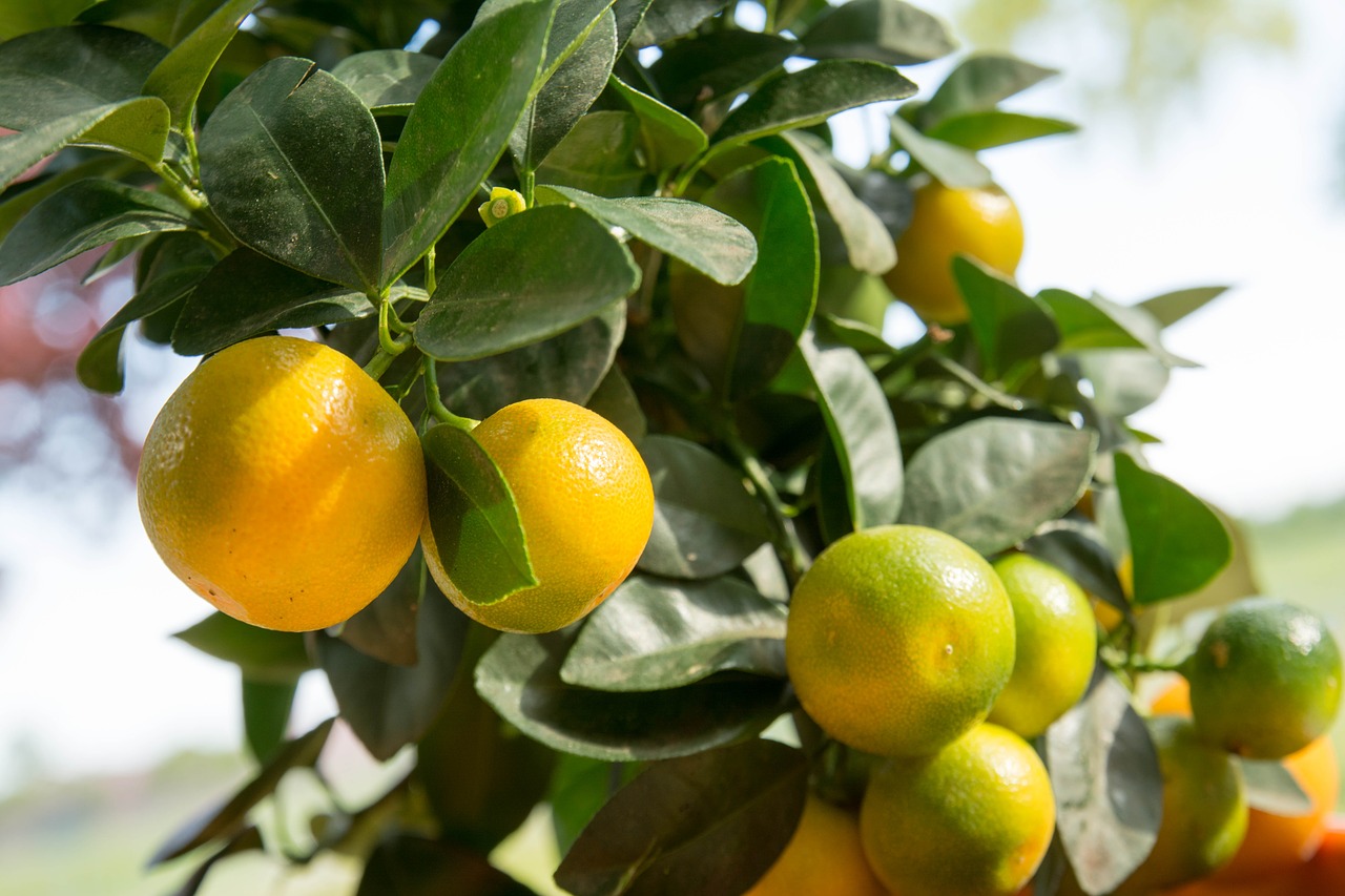 calamansi calamondin citrus fruit free photo