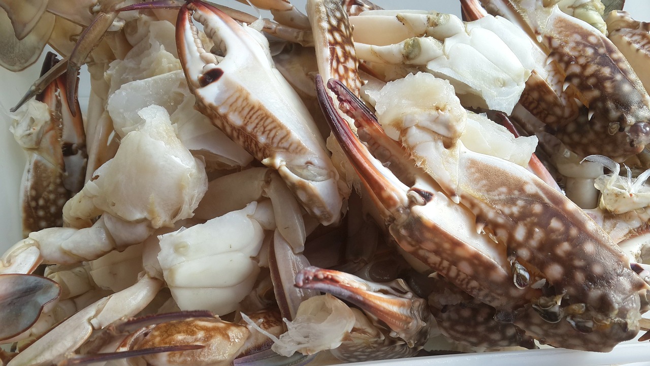 calamari sea food seafood free photo