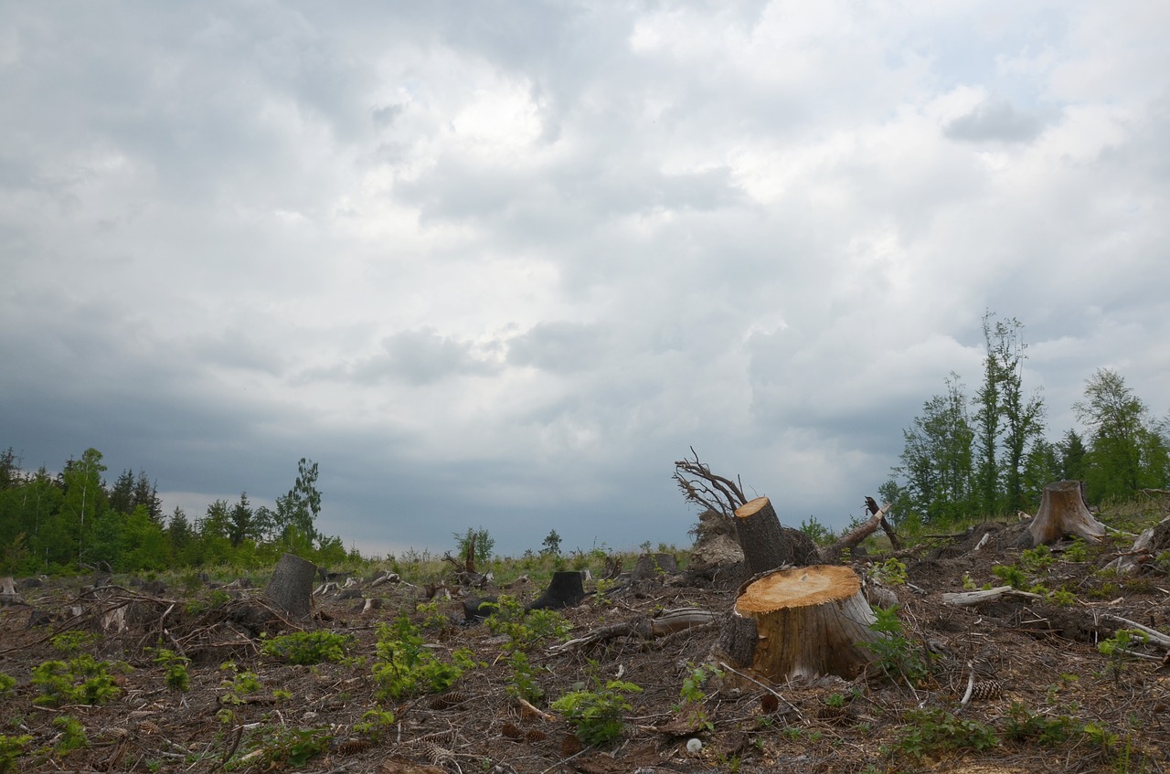 calamity  tree  nature free photo