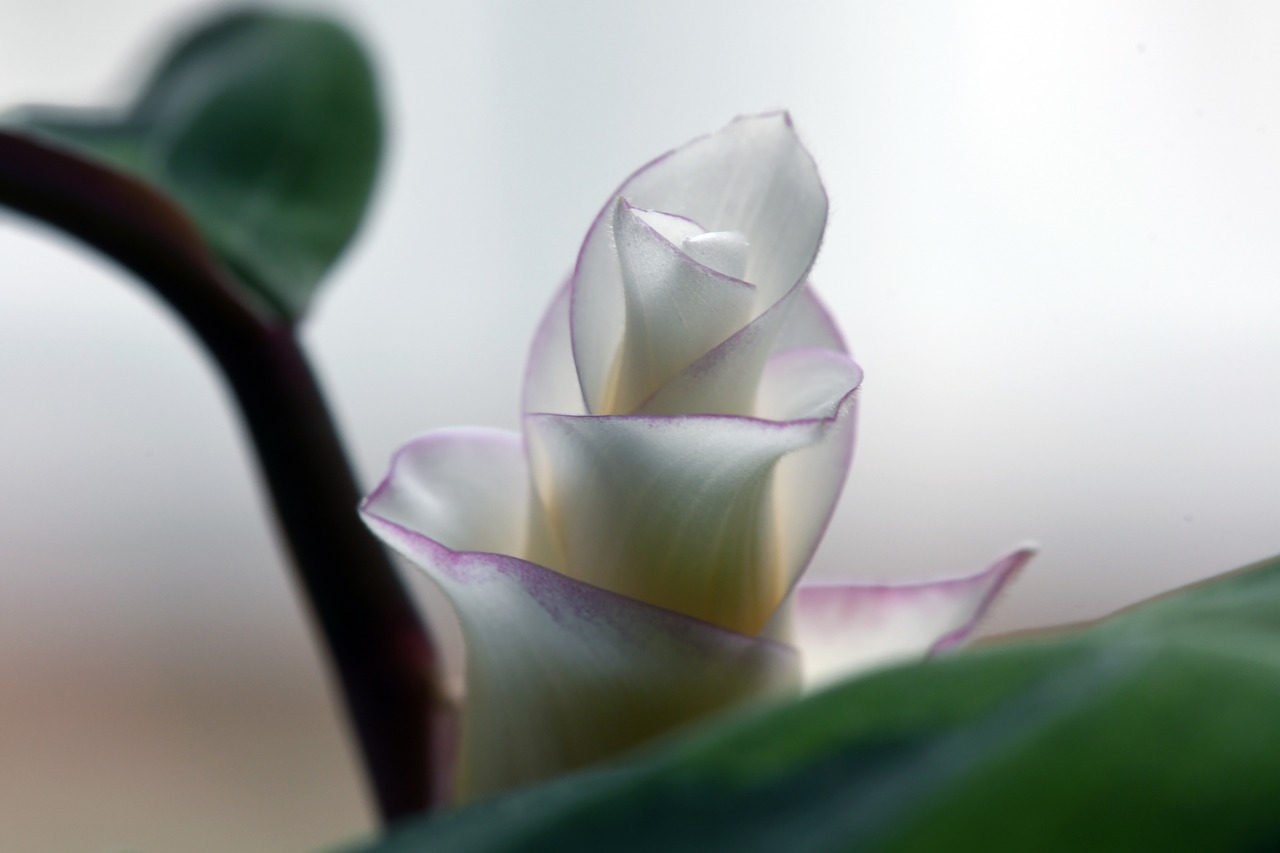 calathea  basket marante  basket maranten free photo