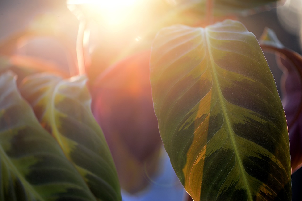 calathea  basket marante  tropical free photo