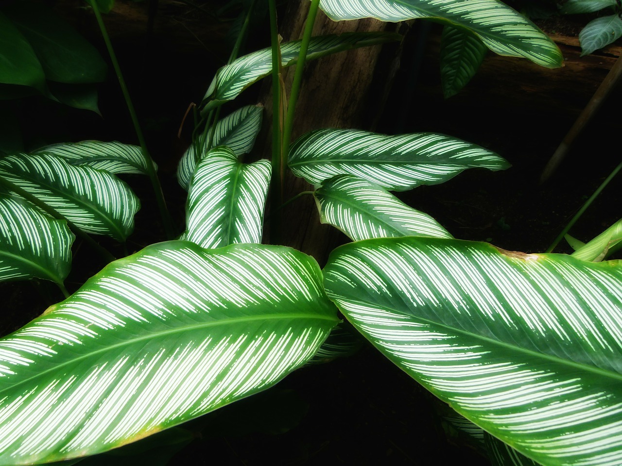 calathea ornata plants leaves free photo