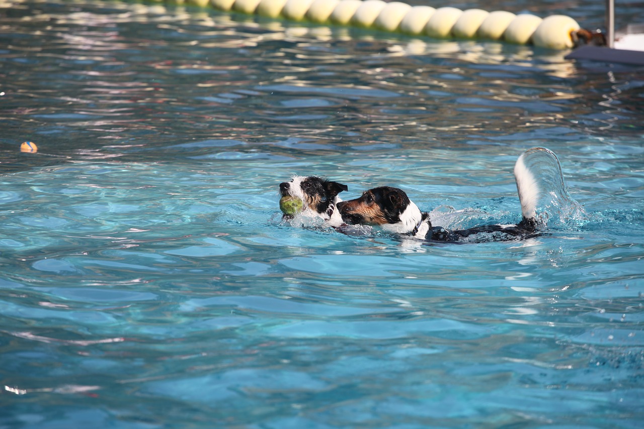 calden  forest swimming pool  dog swim free photo