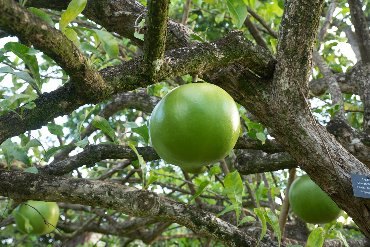 calebash  green  nature free photo