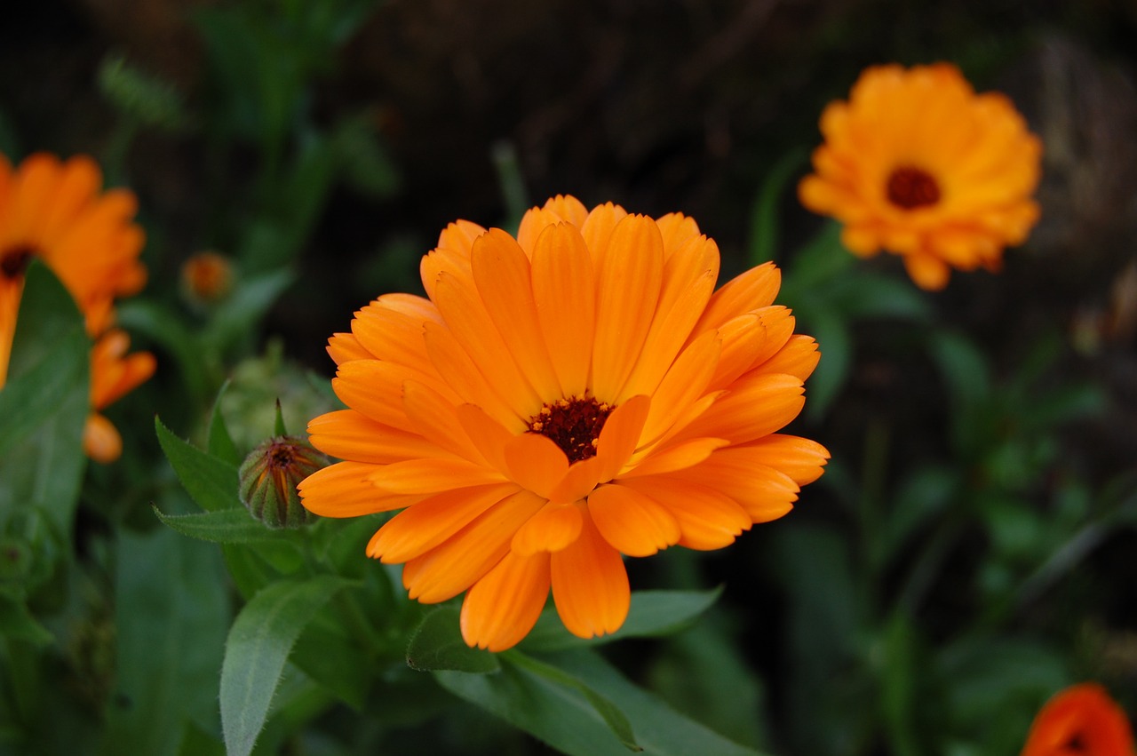 calendula flower marigold free photo