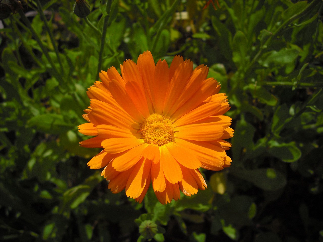 calendula marigold flower free photo