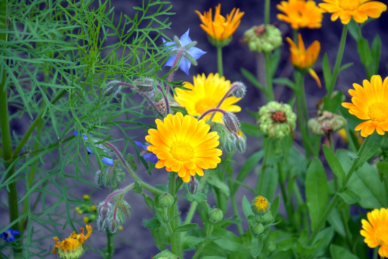 calendula flowers summer free photo